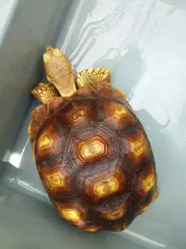 Kura Sulcata ukuran 8 - 20cm