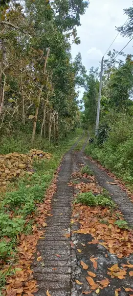 Tanah Murah Bonus Kebun Buah Di Sidomulyo Pengasih