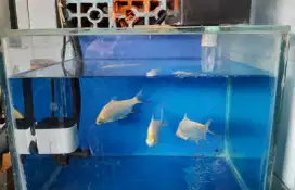 Aquarium akuarium tebal