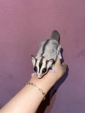 sugar glider clasic grey dan leucistic