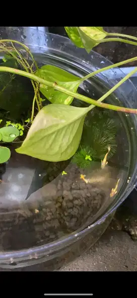 Guppy berbagai jenis
