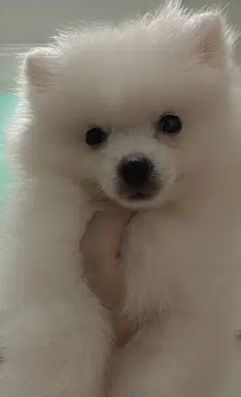 Supermini Pomerian