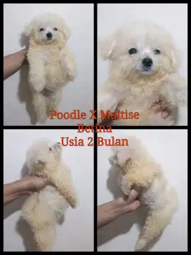 Maltipo tipe anjing kecil