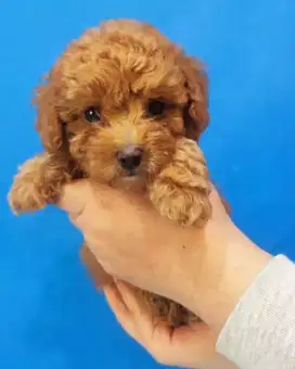 Dijual 2 ekor Anakan Poodle Asli