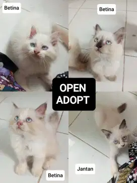 Kitten Kucing Persia Mix