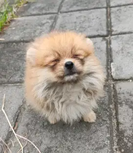 Anjing minipom no mix