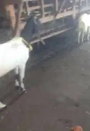 3 ekor indukan kambing betina 2 tahunan siap ternak laktasi 1-2 manteb