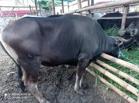 nabung 4.2jt/bln 5x sapi bali qurban 300kiloan siap kurban 2025 manteb