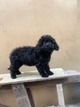 Anjing poodle ras asli 3 bulan