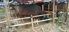 nabung 4,2jt/bln 5x sapi bali qurban 300kilo siap kurban 2025 rawatan