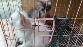 Kucing ras mix 2ekor