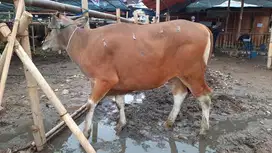 sapi bali qurban 300kilo siap kurban 2025 manteb rawatan kandang puas