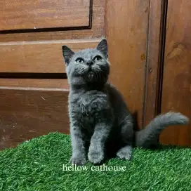 Kucing kitten British Shorthair betina 2.5 bulan