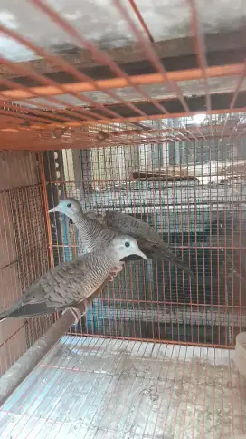 Burung perkutut bangkok mumer