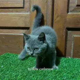 Kucing British Shorthair blue betina