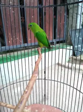 Lovebird Melayu Prospekan