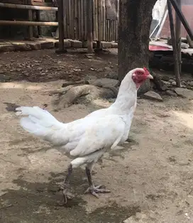 Ayam Telor Biru, silangan Bangkok, Pelung dan ketawa.