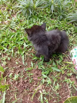 Kitten Persia medium jantan 3 bln