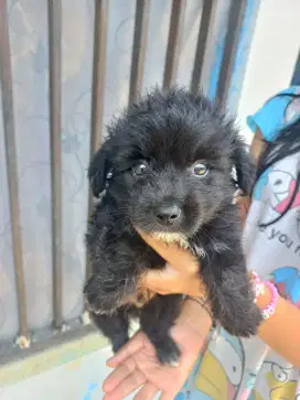 ANAK ANJING POODLE MIX SCHNAUZER JANTAN PUPPY