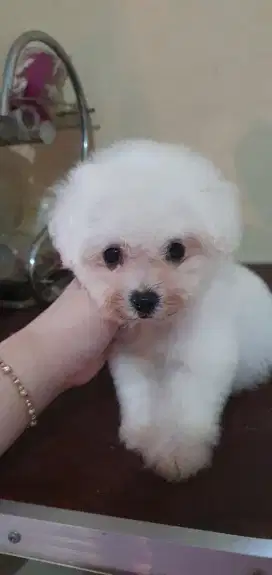 Bichon frise betina