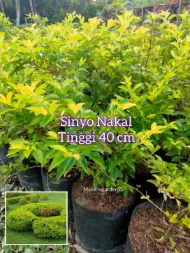 Sinyo Nakal 40 cm Tanaman Hias