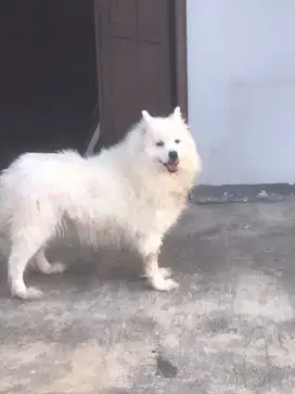 Samoyed stambum