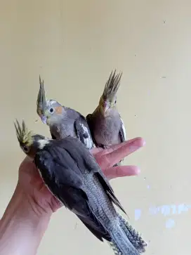 Burung Falk Parkit Australia Cockatiel Jinak