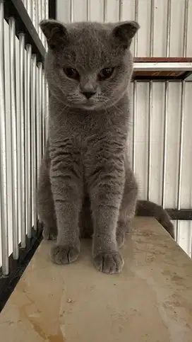 kucing british short hair