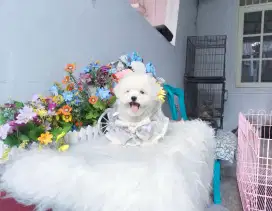 Korean mini bichon frise female kaki cebol bulu super tebal super cute