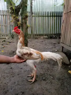 Ayam jenis plucker x bk klasik