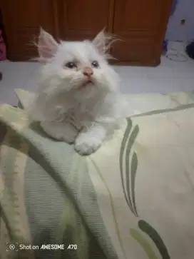 Lepas adopsi anak kucing Persia campur Himalaya