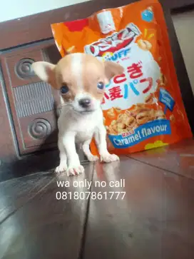 Chihuahua ras murni kecil imut