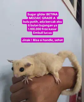 Sugar glider betina mozaik sg grade A abu putih marmut