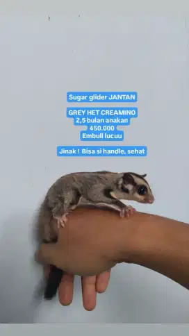 Sg grey jantan het CREAMINO sugar glider