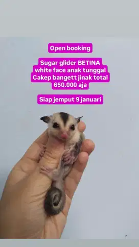 Anakan joey sugar glider betina white face