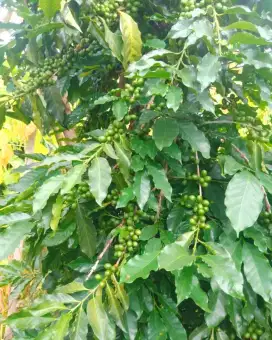 JUAL LAHAN KEBUN KOPI AREA SOREANG BANDUNG SELATAN