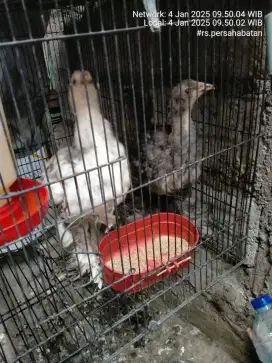 Sepasang ayam Brahma usia 1,5 bulan.