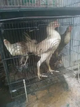 Paket ternak ayam kampung 3 ekor