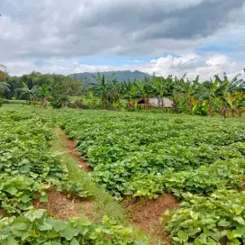 Di Jual Tanah Bogor Luas