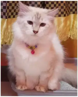 Open adopsi kucing Himalaya