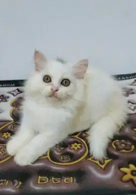 Kucing persia betina