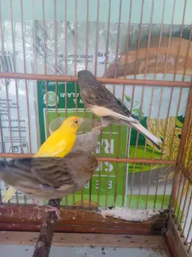 Burung Kenari betina