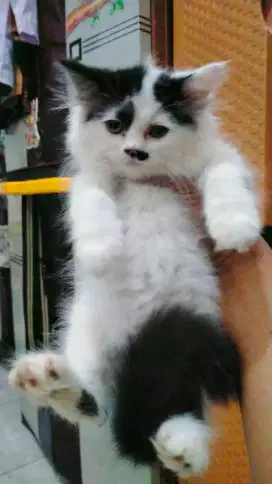 kucing Persia jantan