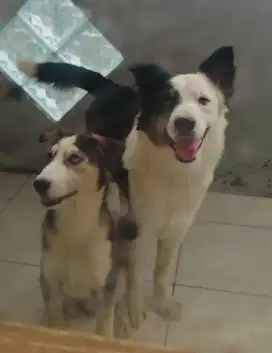 Terbatas! Anak anjing husky mix border collie