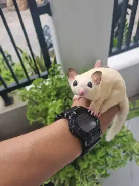 Sugar glider whitemoz / low pied betina