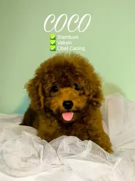 puppies red toy poodle