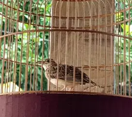 Bimaculata Lark