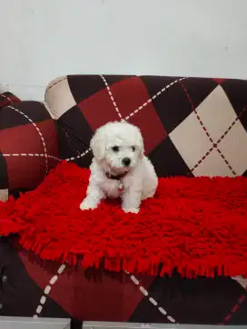 Sale puppy poodle nego