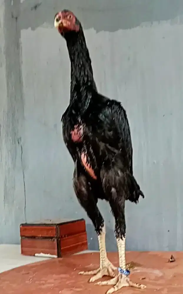 Shamo betina hitam