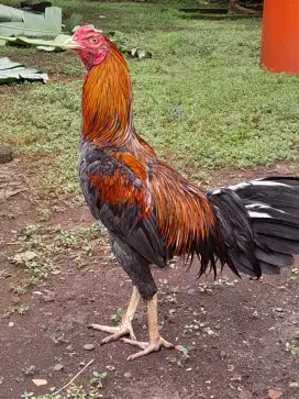 Ayam bangkok Pamangon ,umur 7 bulan